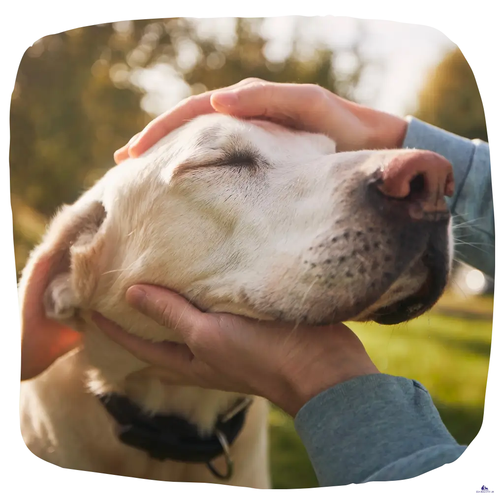 An image of dog looking happy, after being registered with the Emotional Support Animal Registry in the European Union.