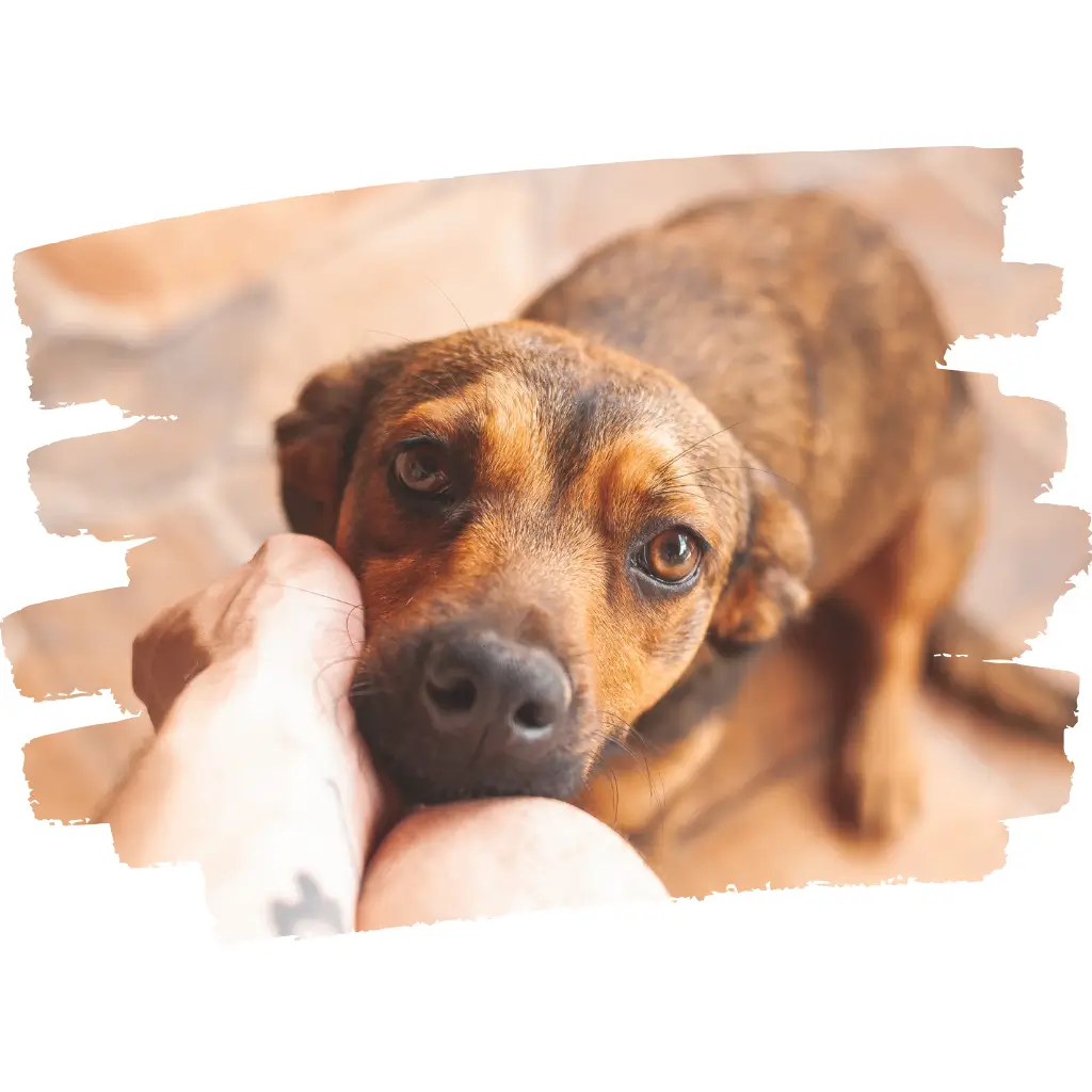 An image of an emotional support animal in Germany.